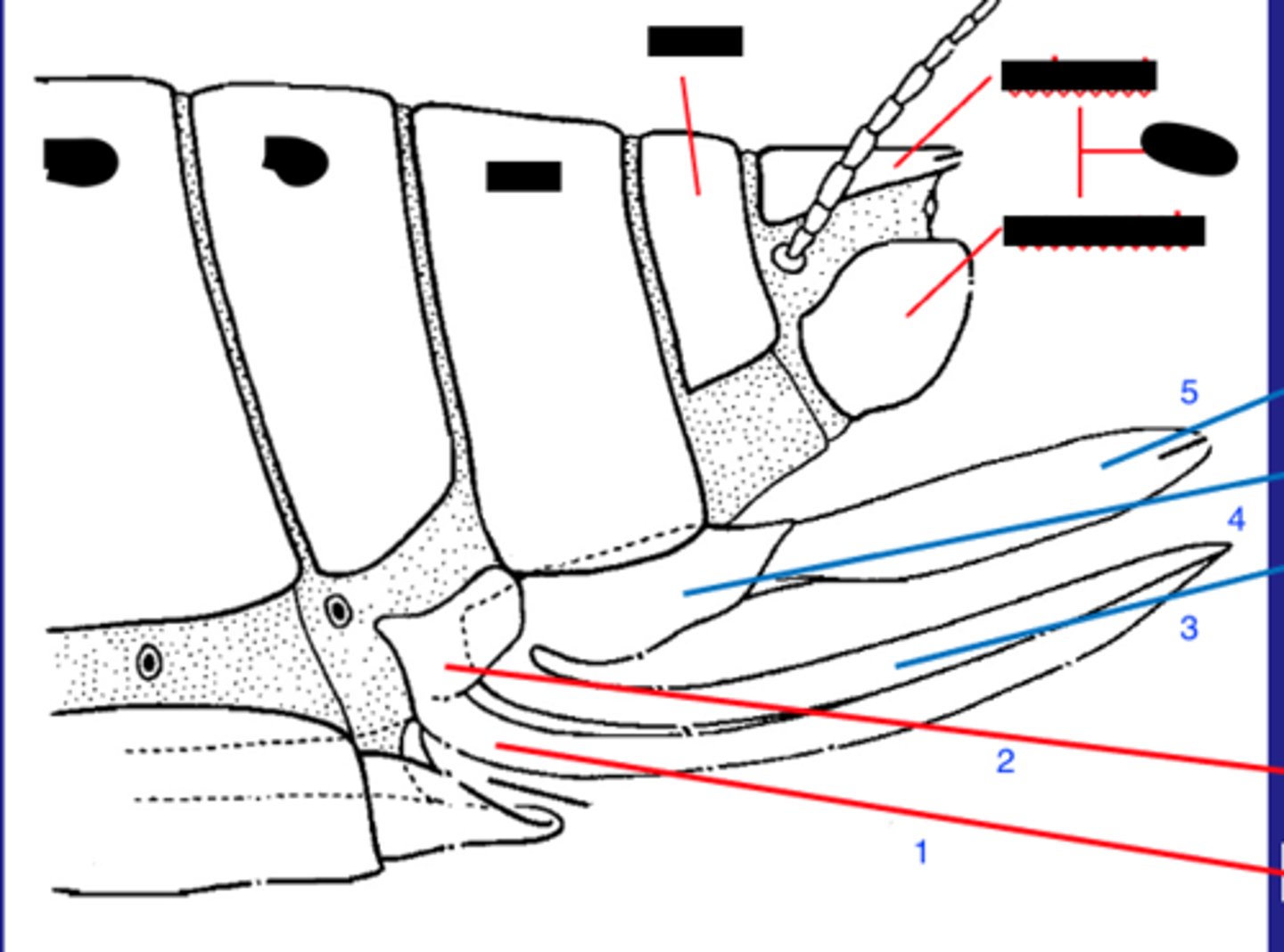 <p>apical sclerites which guide the egg as it emerges from the female's body (5 &amp; 3)</p>