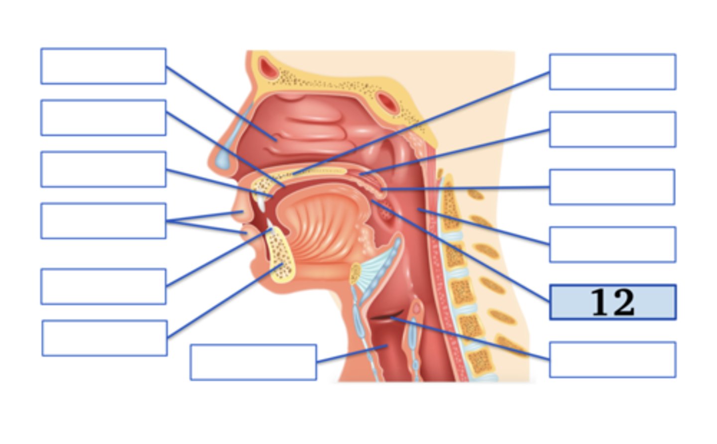 <p>oral cavity</p>