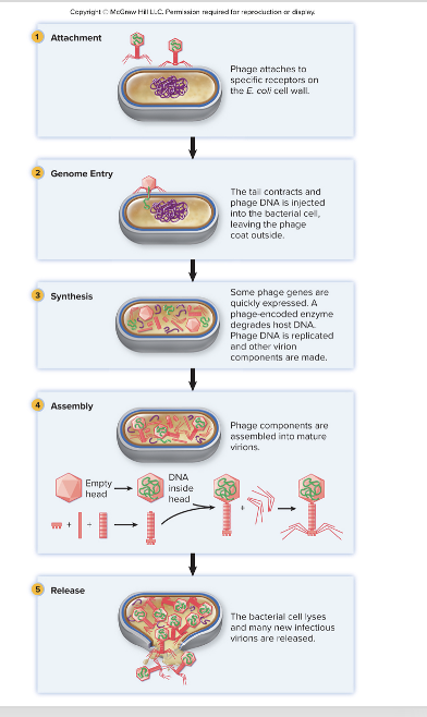 <p>Injection of the the bacteriophage DNA into the bacterial cell</p><ul><li><p>bacteriophage is going to change shape and inject its nucleic acid into the bacterial cell</p></li><li><p>They don’t enter the cell, they inject their nucleic acid into the cytoplasm of bacterial cell</p></li><li><p>Now the genetic info can be expressed once in cytoplasm</p></li></ul><p></p>