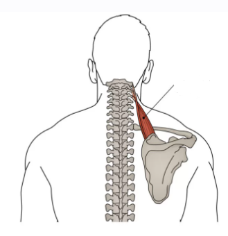 <p>Levator Scapulae </p>