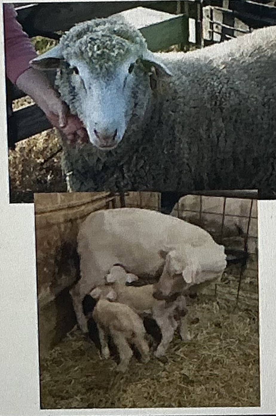 <p>Dream breed, wool qual, mothering, growth</p>
