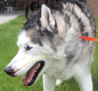 <p><strong>1. failure to respond to supportive care within 48 hours</strong></p><p>2. history of prolonged anorexia before presentation</p><p>3. hepatic lipidosis (cats)</p>