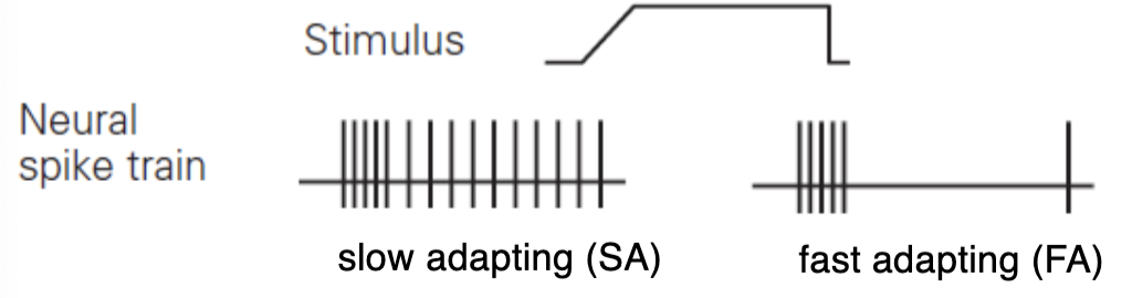 <ul><li><p>size of receptive field = small</p></li><li><p>adaptation rate to new stimulus = fast</p></li><li><p>max feature sensitivity = small fast temporal changes in skin deformation (~5 to 50 Hz) - skin slip</p></li><li><p>primary perceptual functions = low-frequency vibration; grasp stability (fingers, lips - light touch)</p></li></ul><p></p>