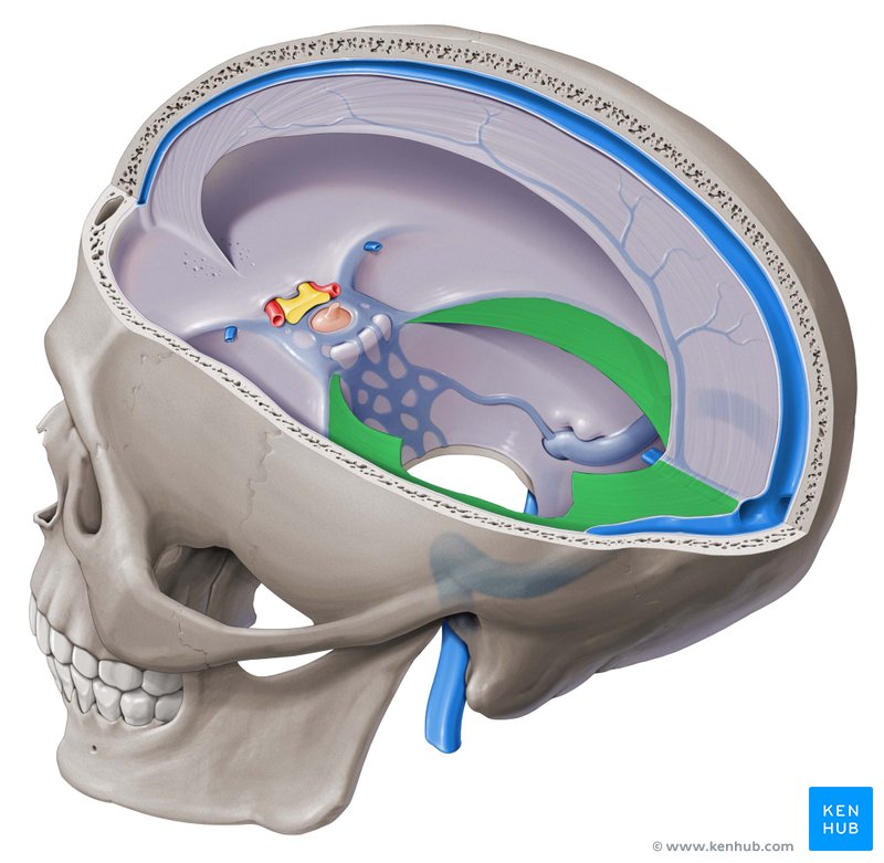 <p>identify the structure</p>