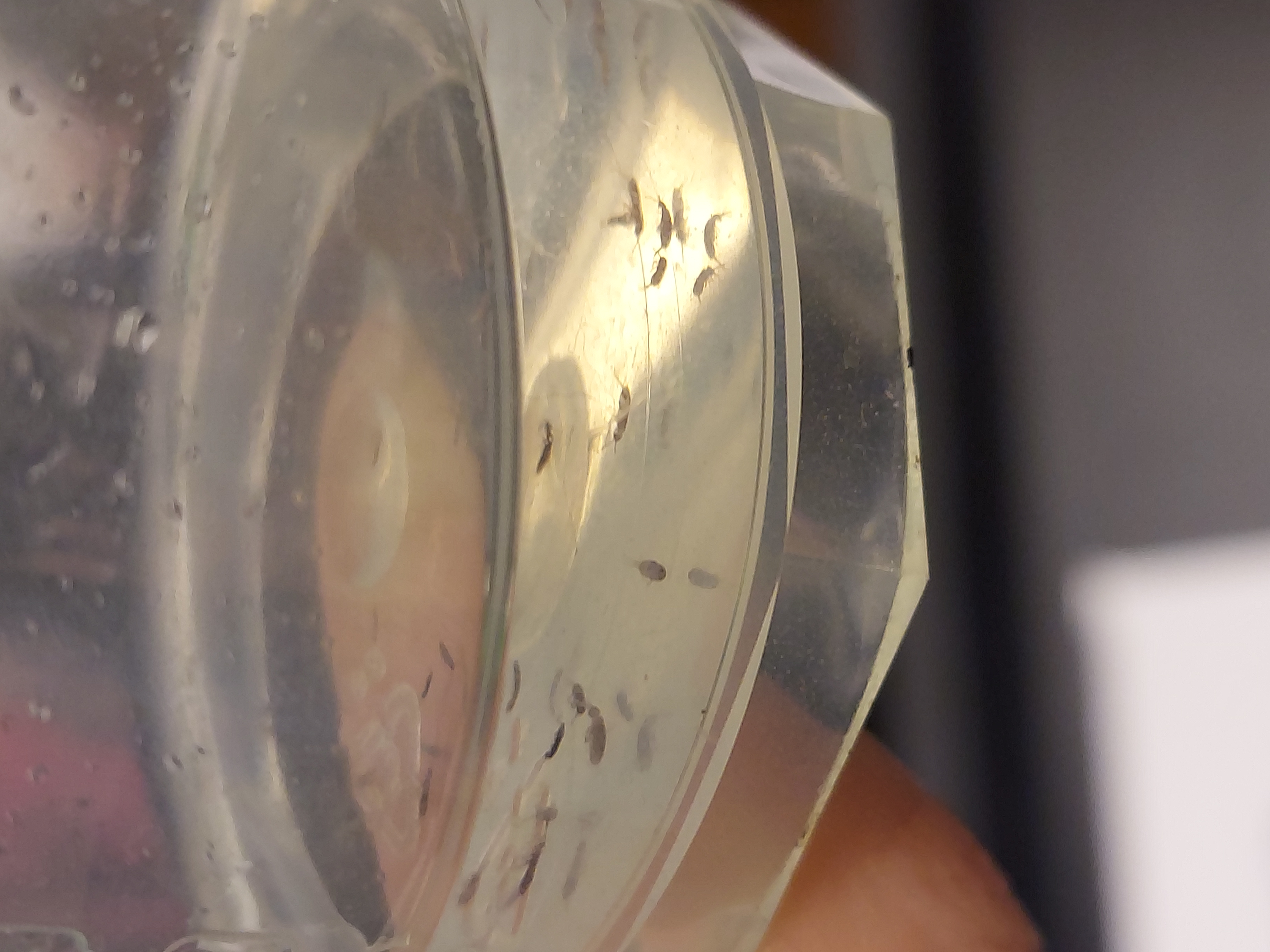 <p>6 jointed legs</p><p>Very small</p><p>No wings</p><p>Antennae</p><p>Furcula</p>