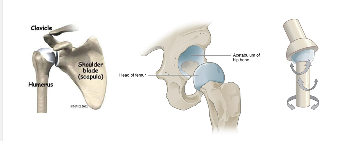 <p>Ball-and-Socket: shoulder, hip-widest range of motion</p>