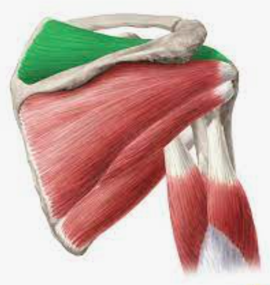 <p>origin: supraspinous fossa of scapula insertion: greater tubercle of humerus</p>