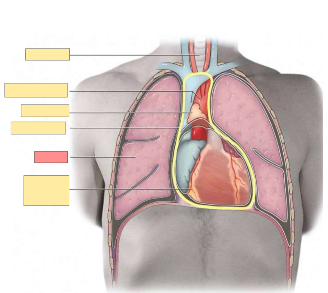 <p>What organ is this?</p>