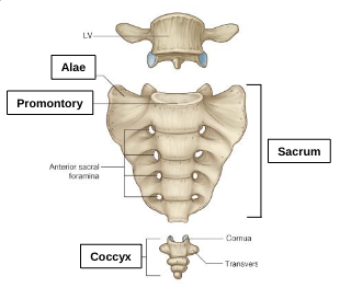 <p>coccyx</p>