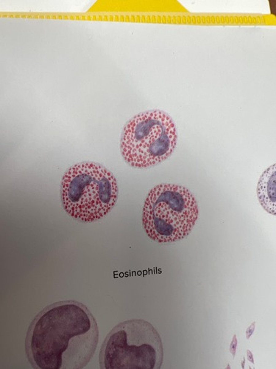 <p>note the pink granules inside the cell</p>
