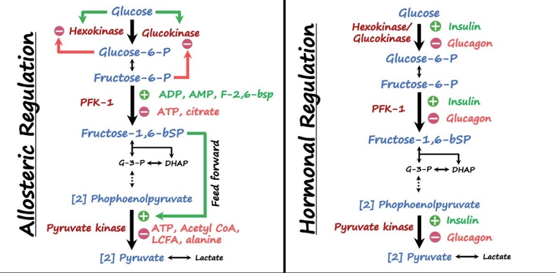 <p><strong>Insulin</strong>: Stimulerar glykolys. </p><p><strong>Glukagon</strong>: Inhiberar glykolys. </p>