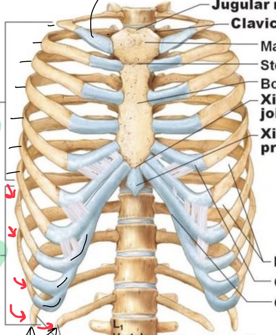 <p>“ hijack” onto rib seven hyaline cartilage. Indirect connection to sternum.</p>