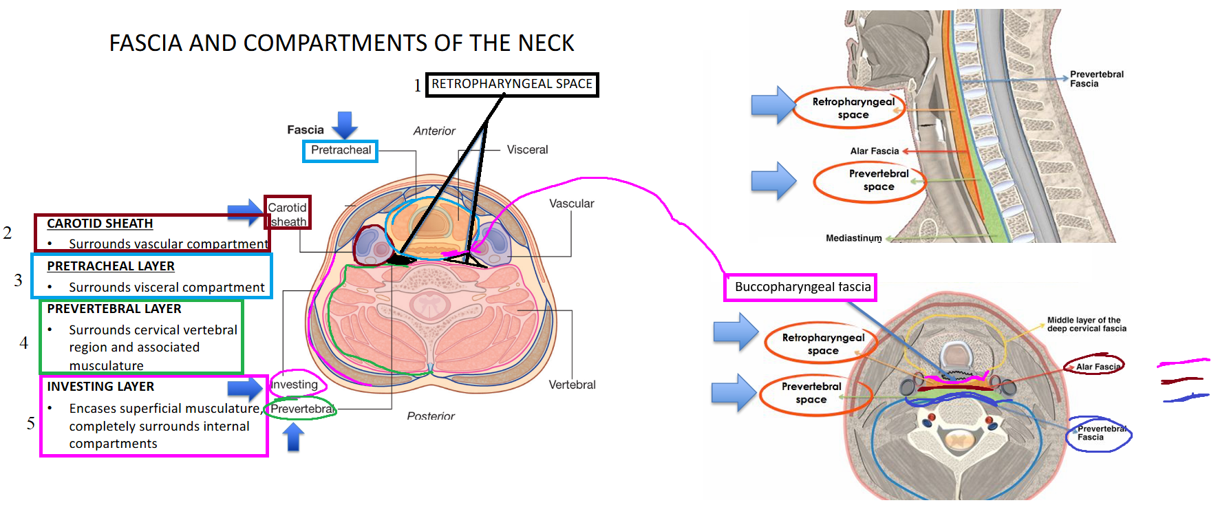 <p>(*is a potential space)<br>Lateral = carotid sheath</p><p>Anterior = pretracheal (buccopharyngeal fascia)</p><p>Posterior = prevertebral (alar fascia)</p><p></p><p><span style="color: #00e6fe">NOT CONTINUOUS w/ mediastinum</span></p>