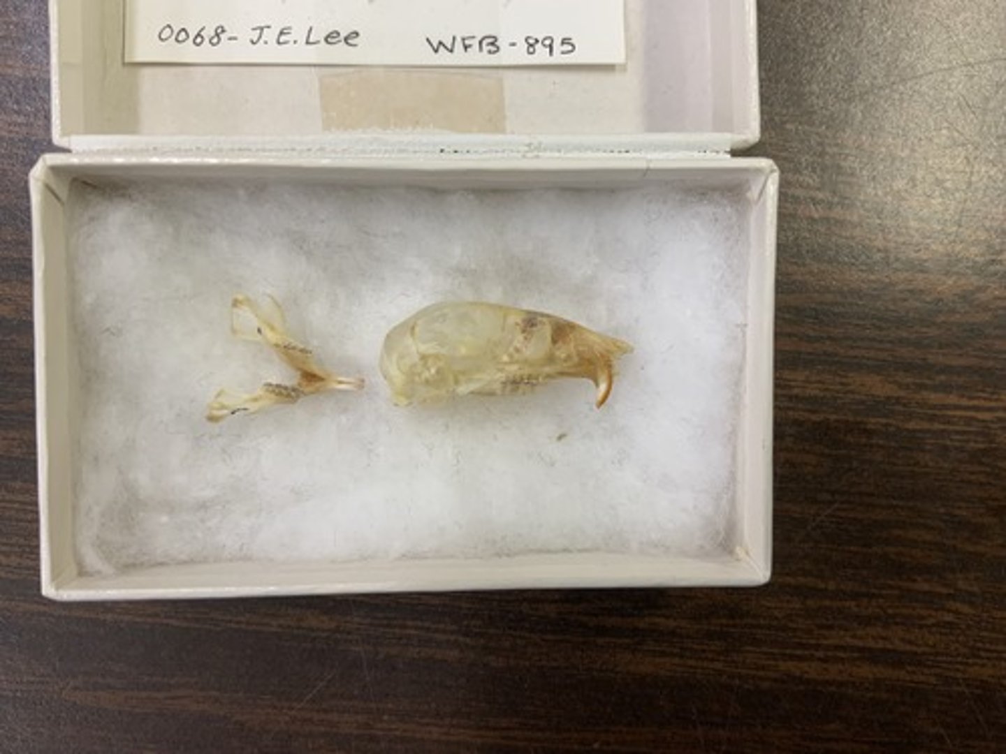 <p>Family, Suborder, Order, Infraclass, Subclass</p><p>-nasal bones extending beyond I</p><p>-hystricomorphous, IO large</p>