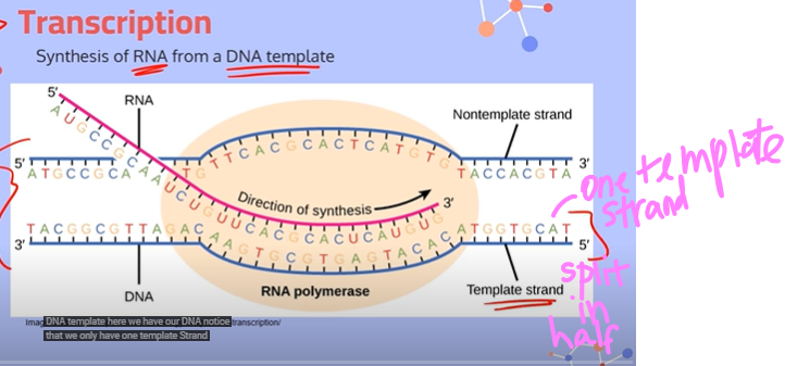 <p><span>1. The enzyme RNA Polymerase will bind to a part of the DNA called the promoter region.</span><br><br><span>2. RNA Polymerase will then open up the DNA by breaking apart the hydrogen bonds between complementary base pairs. No helicase is required.</span><br><br><span>3. RNA Polymerase moves along the template strand, sliding into place the RNA bases complementary to the template DNA. It attaches these RNA nucleotides using phosphodiester bonds.</span><br><br><span>4. When RNA Polymerase reaches the terminator sequence, it will let go of the DNA strand to give us our piece of messenger RNA.</span><br><span>**note: everything goes from a 5' to 3' direction</span></p>