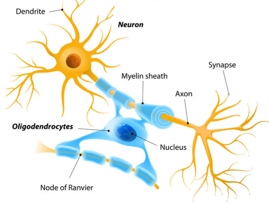 <p>-very large glial cells</p><p>-<u>form myelin sheath of CNS</u></p>