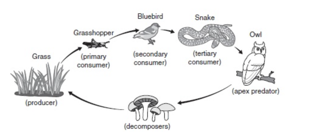 Figure 5.7 Food chain.
