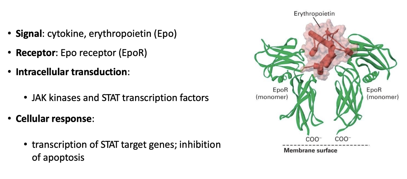 <ul><li><p><strong>Inactive state</strong>:</p><ul><li><p>EpoR is a <strong>monomeric, single-pass transmembrane protein</strong>, inactive alone</p></li></ul></li><li><p><strong>Signal binding</strong>:</p><ul><li><p>One <strong>Epo molecule binds two EpoR monomers</strong>, causing <strong>receptor dimerization</strong></p></li><li><p>This brings <strong>cytosolic domains</strong> close together, initiating intracellular signaling</p></li></ul></li></ul><p></p>