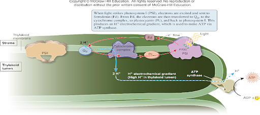 <p>Cyclic electron flow, produces additional ATP</p>