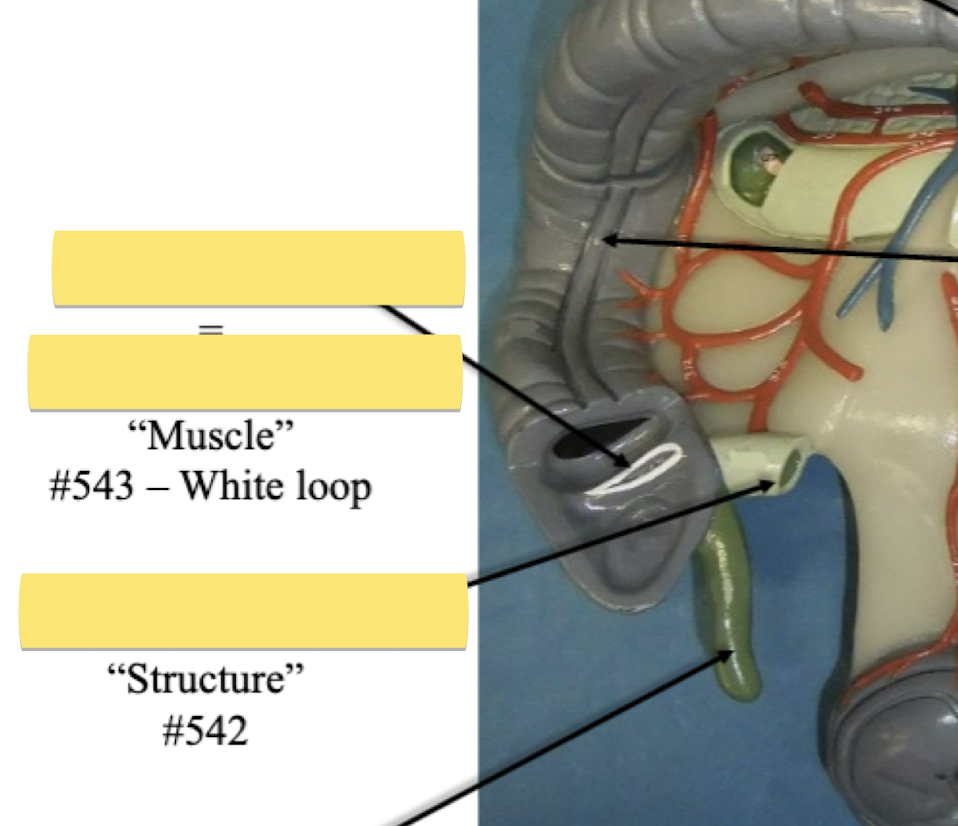 <p>Label muscle</p>