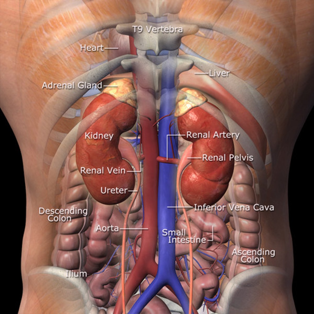 <p>either side of</p><p>vertebral column, just</p><p>below the diaphragm</p>
