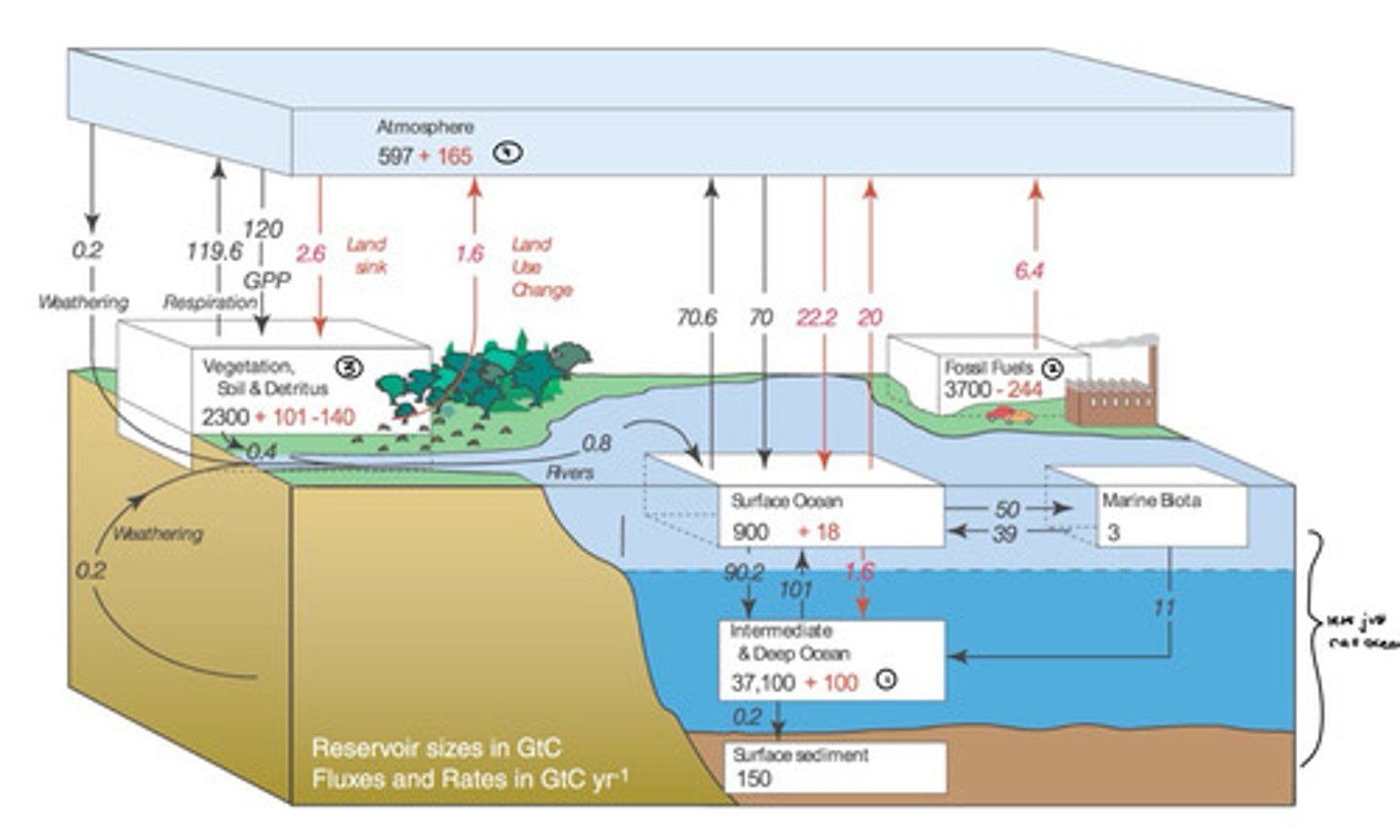 <p>non-anthropogenic fluxes between key major reservoirs are about even, while anthropogenic fluxes are an extra addition that are not massive, but are persistent</p>
