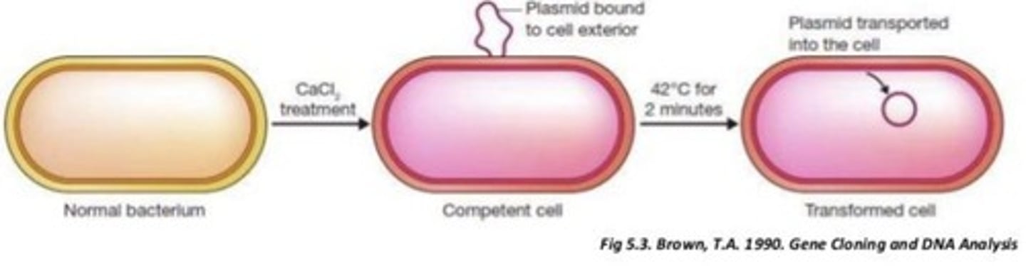 <p>Natural competence is genetically encoded and highly regulated, while artificial competence is induced by chemical and physical methods.</p>