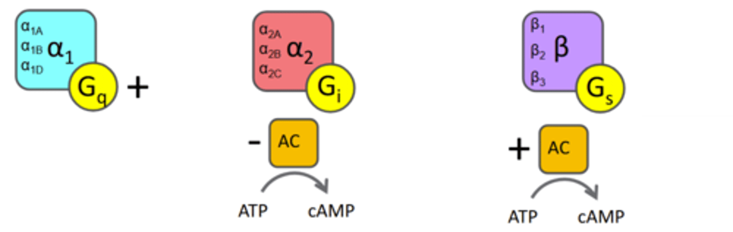 <p>-alpha2A,alpha2B,alpha2C</p><p>-Gi</p><p>-inhibitory</p><p>-dec cAMP</p><p>-Adrenergic receptors</p>