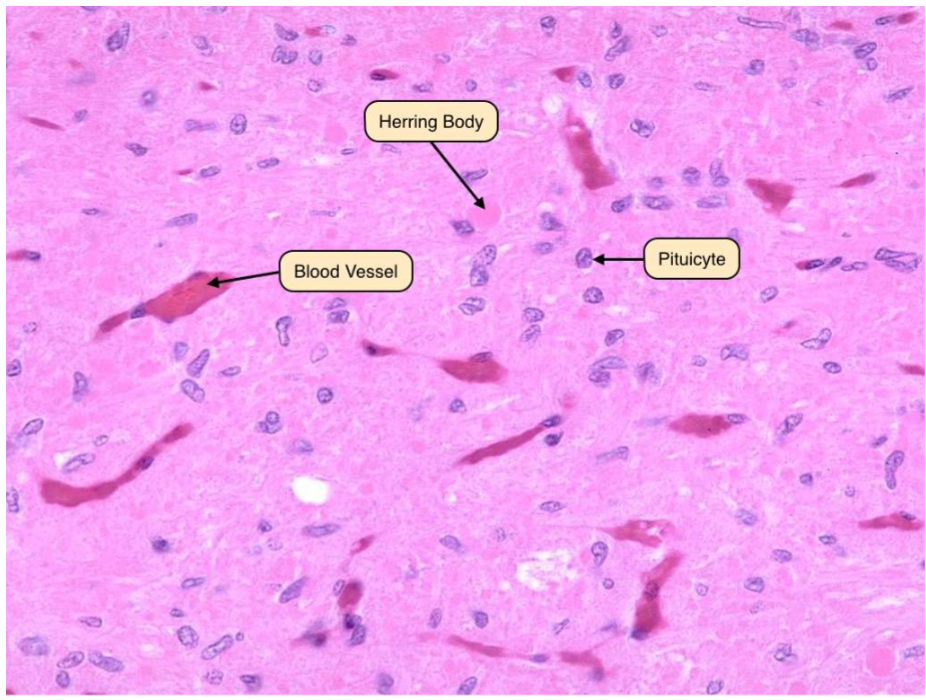 <p>most nuclei= pituicyte cells, herring bodies= axonal swellings full of secretory granules that store and release hormones like oxytocin and vasopressin, produced in the hypothalamus. </p>