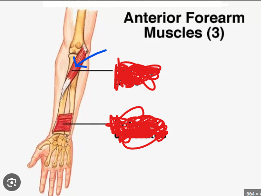 <p>Origin - medial epicondyle of humerus</p><p>Insertion - Radius</p><p>Action - Pronation</p>