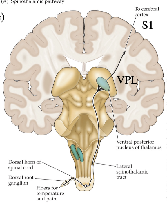 <p>spinothalamic pathway</p><ol><li><p>peripheral skin/tissue experiencing painful stimuli</p></li><li><p>nociceptors travel from injury sight to dorsal root ganglion</p></li><li><p>substantia gelatinosa (layer II) in dorsal horn (1st synapse)</p></li><li><p>thalamus (2nd synapse)</p></li><li><p>parietal cortex (3rd synapse)</p></li></ol><p></p>