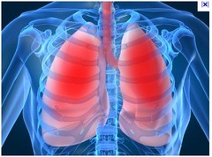 <p>lungs</p>