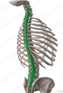 <p><strong>Origin</strong>: Transverse process of one vertebrae</p><p><strong>Insertion</strong>: Spinous processes of all vertebrae extending from 2-4 vertebrae higher</p><p><strong>Action</strong>:</p><p>Unilaterally rotates vertebral bodies(column) to opposite side and lateral flexion to same side</p><p>Bilaterally extends vertebral column</p>