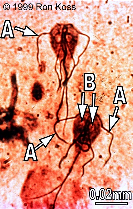 term image