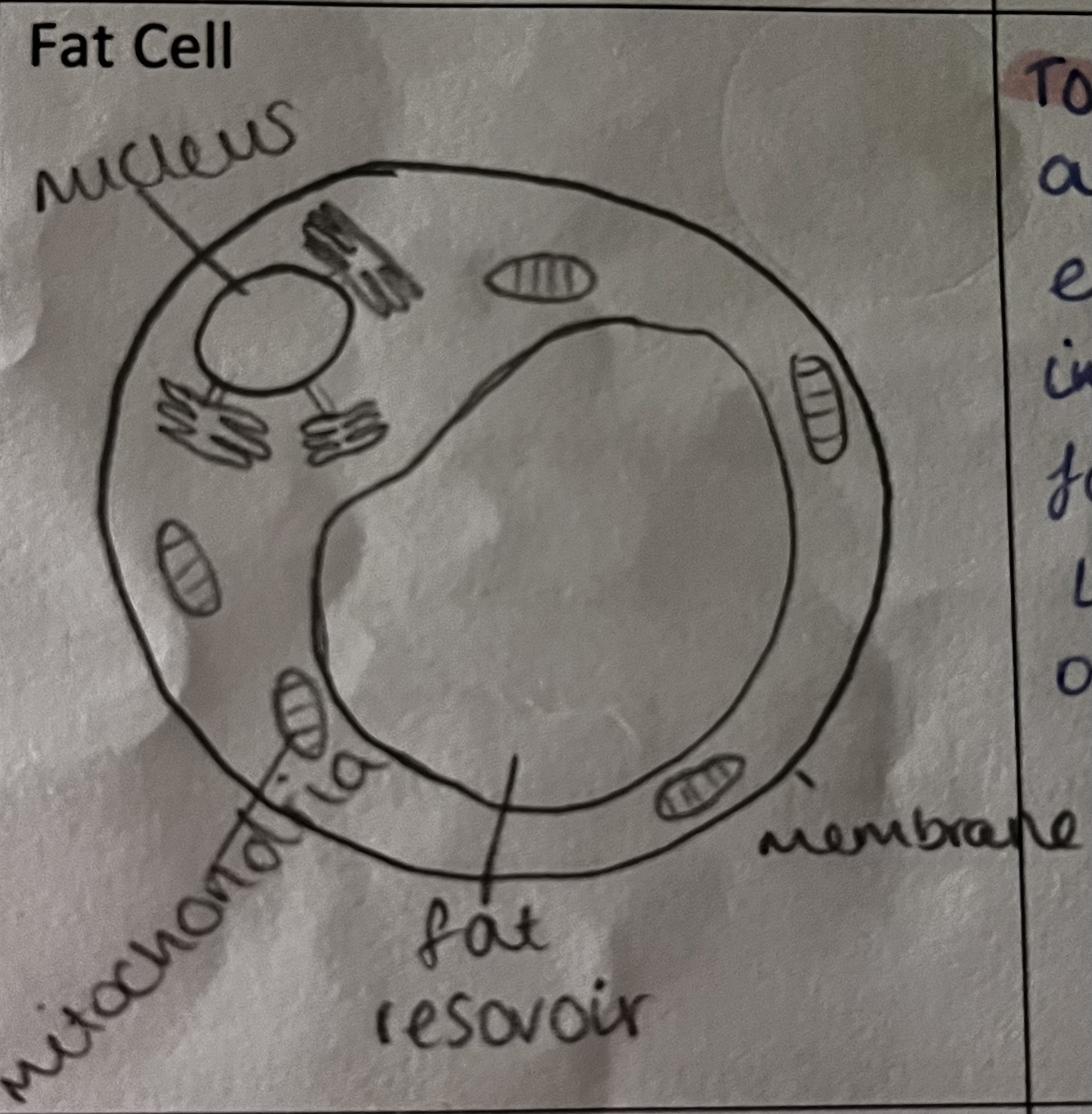 <p>how is this specialised cell adapted to its role</p>