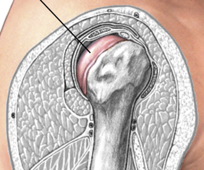 <p>Which cartilage of the shoulder covers the head of the humerus?</p>