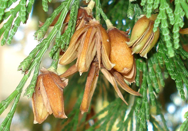 <p>cones are /|\, droopy</p>