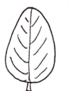 <p>Shape of leaf?</p>