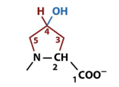 <p>amino acid side chain modification via hydroxylation, major component of protein collagen for connective tissue</p>
