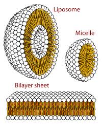 <p>Micelle</p>