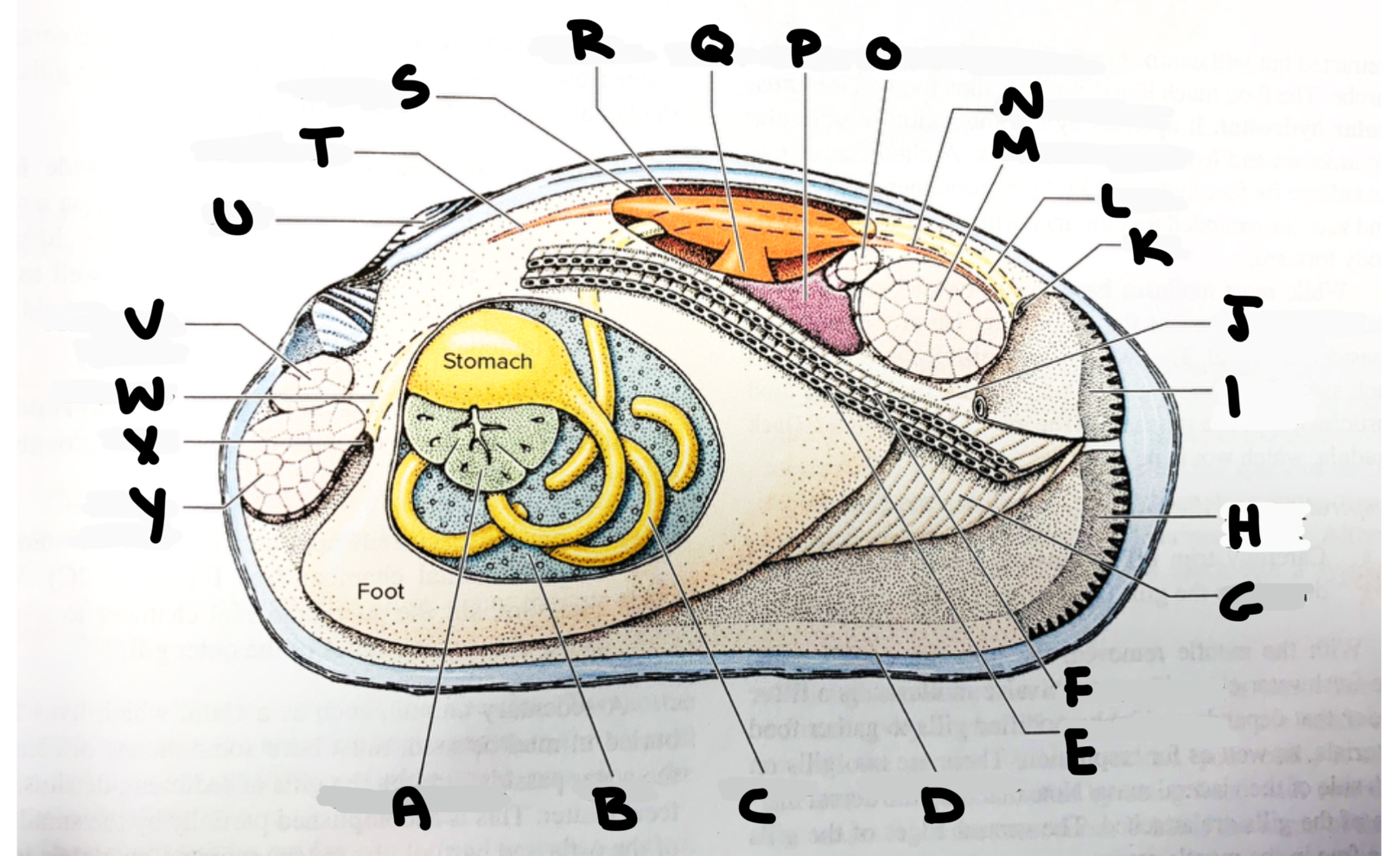 <p>What part of the clam is labeled I</p>