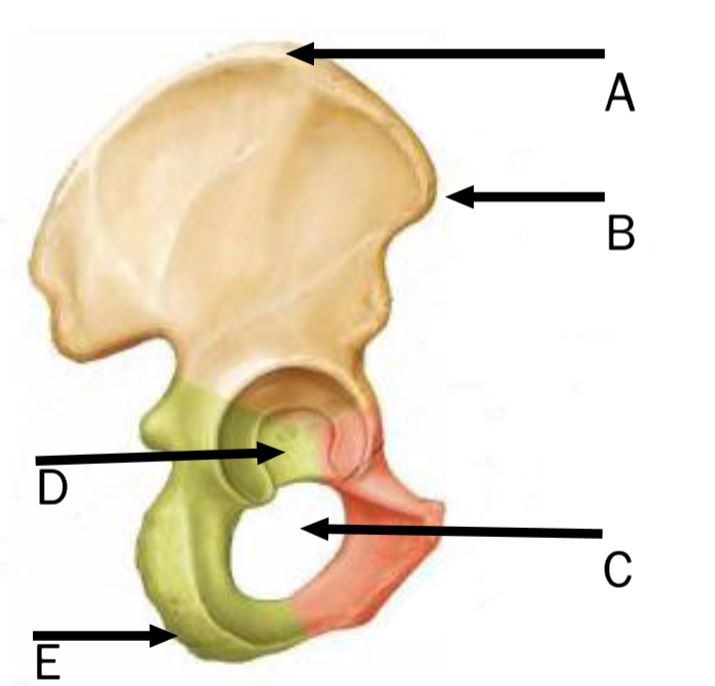 <p>A - iliac crest</p><p>B - anterior superior iliac spine</p><p>C - obturator foramen</p><p>D - acetabulum</p><p>E - ischial tuberosity</p>