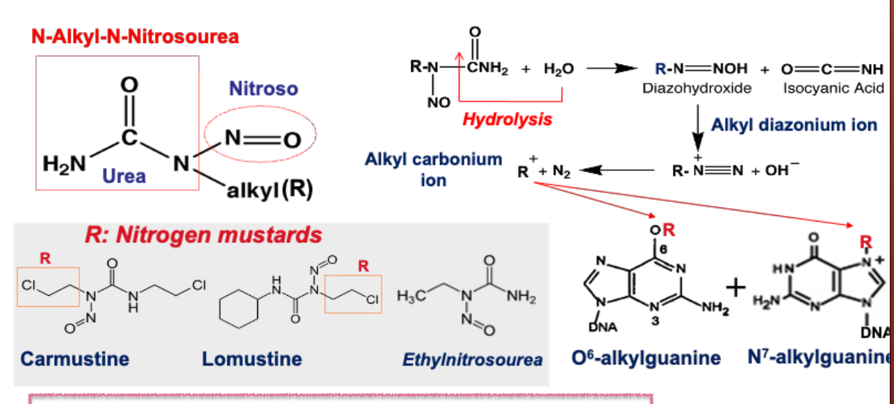 <p>What class of drug is camustine?</p>