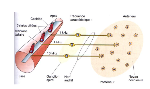 <p>la position d'une cellule ciliée stimulé dans la cochlée contient l'info sur la fréquence sonore</p>