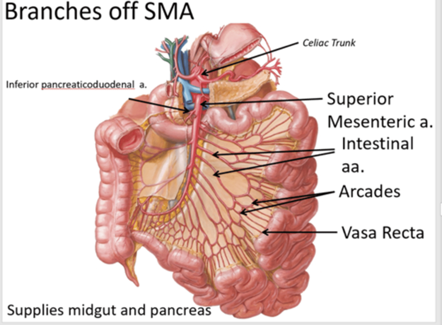 <p>inferior pancreaticoduodenal artery</p>