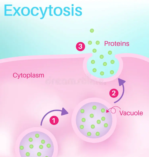 <p>Exocytosis</p>