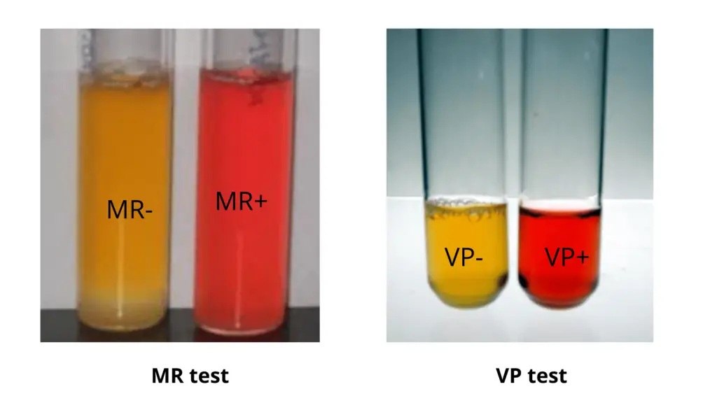<ul><li><p><strong>Methyl Red test and the Voges-Proskauer test → tests for end products of <u>glucose metabolism</u></strong></p><ul><li><p>+ MR (Red) = Large production of acid from glucose metabolism</p></li><li><p>+ VP (Red) = Production of neutral substances like acetoin and alcohol from glucose metabolism</p></li></ul></li><li><p>5 drops of <strong><u>methyl red</u></strong><u>,15 drops of VP reagent A, 5 drops of VP reagent B</u></p><ul><li><p>1 hour wait</p></li></ul></li></ul><p></p>