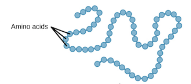 <p>Sequence of Amino Acids in the polypeptide chain; Peptide bonds</p>