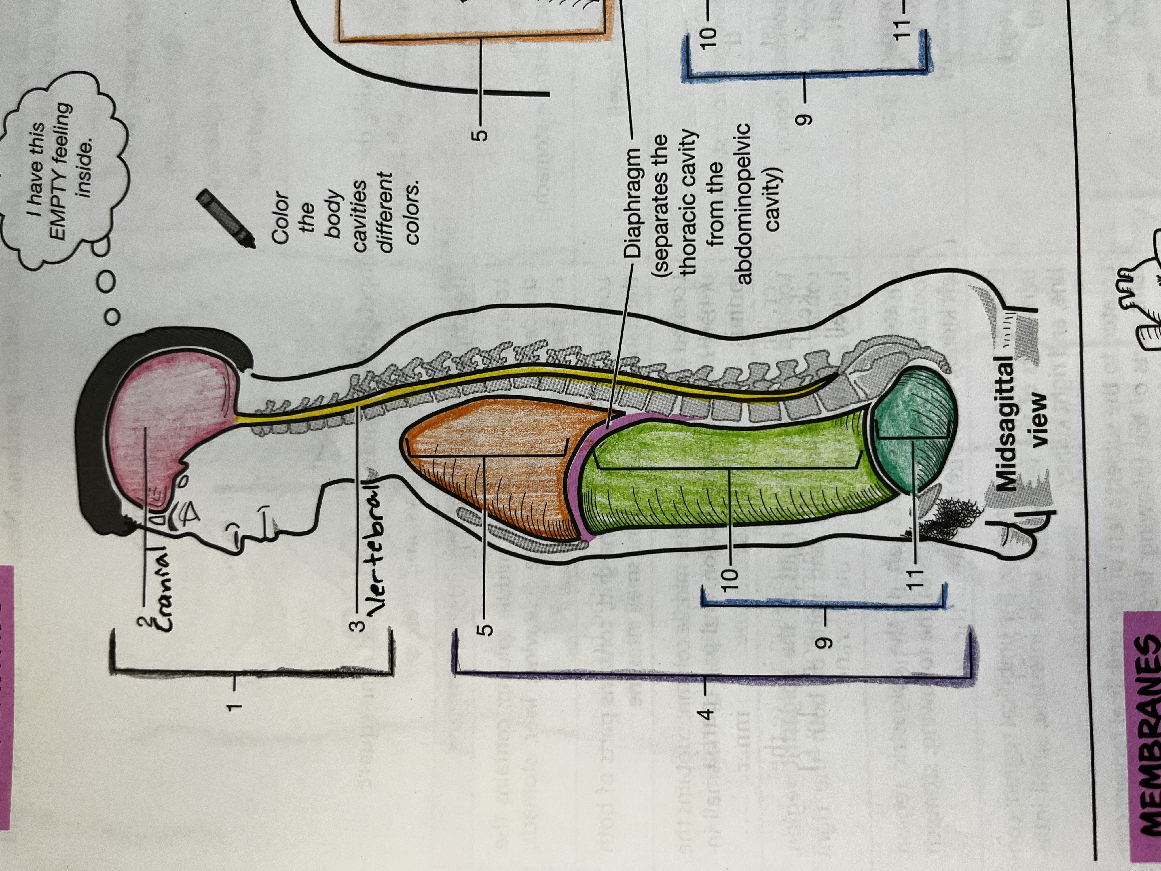 <p>Pelvic cavity</p>