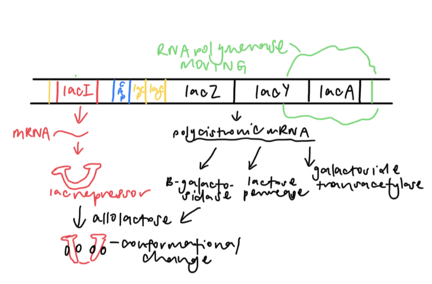 <ol><li><p>basal transcriptional level allows for small amount of proteins to still be encoded by lacY, lacZ and lacA</p></li><li><p>lacZ encodes b-galactosidase, which converts lactose to allolactose, the inducer molecule</p></li><li><p>alloclactose binds to lac repressor and causes conformational change, preventing lac repressor from binding to operator</p></li><li><p>RNA polymerase can transcribe the operon </p></li></ol><p></p>